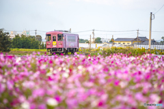 甘鉄 コスモス列車 １