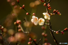 2026年 石橋文化センター散策 12