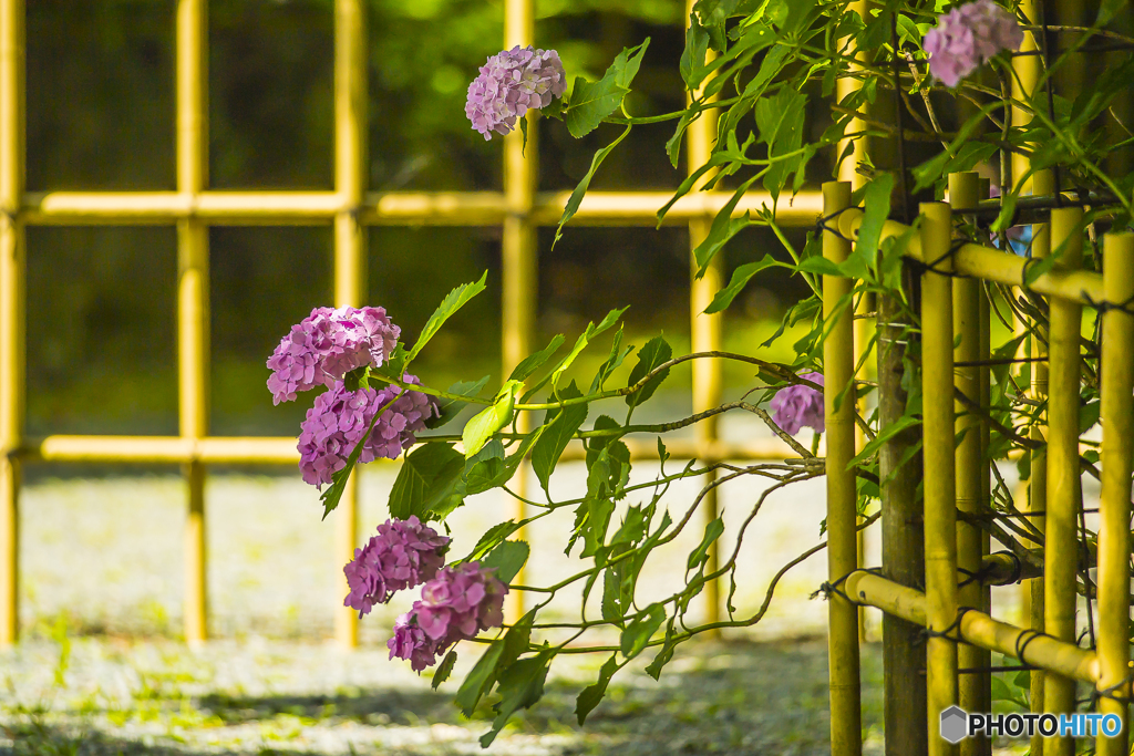 2025年 呑山観音寺の紫陽花 ６