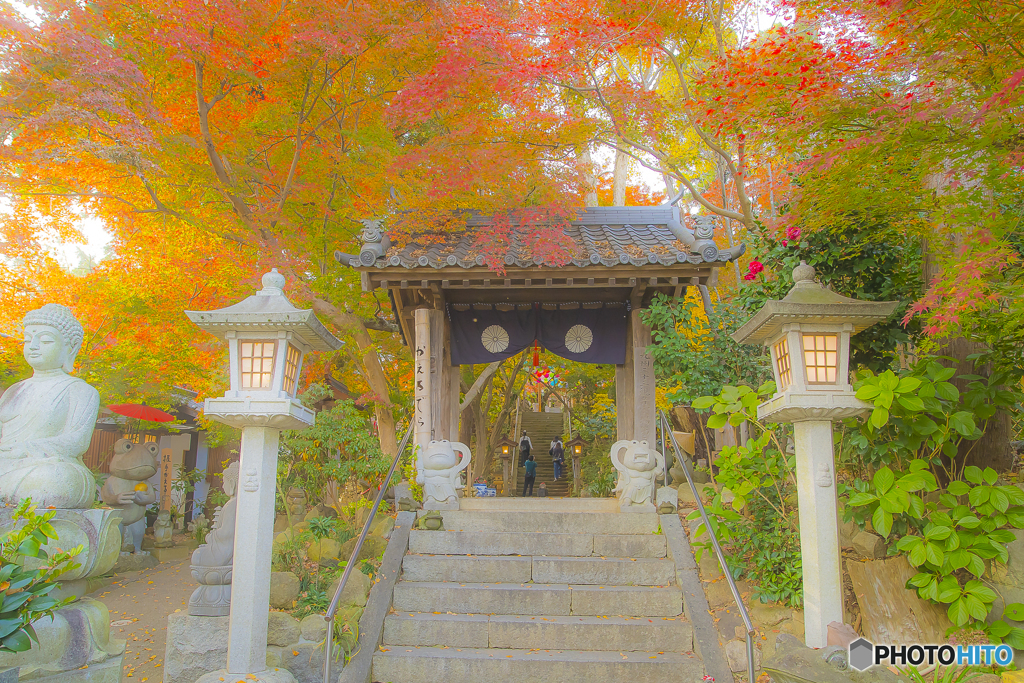 2025年 如意輪寺の紅葉 1