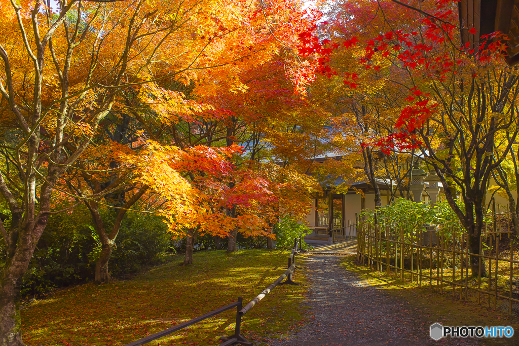 2025年 呑山観音寺の紅葉 9