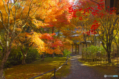 2025年 呑山観音寺の紅葉 9