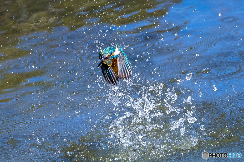 公園のカワセミ７４