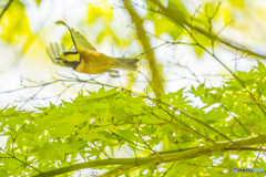 2025年 新緑の野鳥 ５