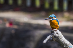 公園のカワセミ １０５