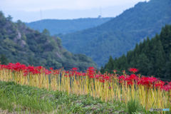 つづら棚田の彼岸花 ８