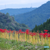 つづら棚田の彼岸花 ８