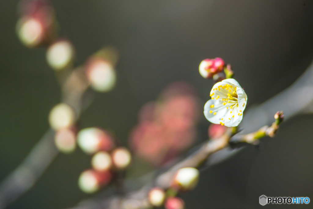 2026年 梅林寺の梅 2