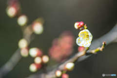 2026年 梅林寺の梅 2