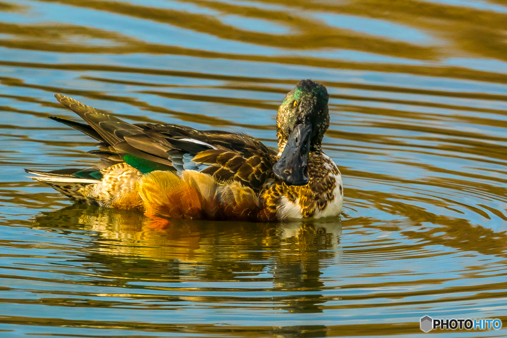 2026年 ハシビロガモ 3