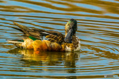 2026年 ハシビロガモ 3