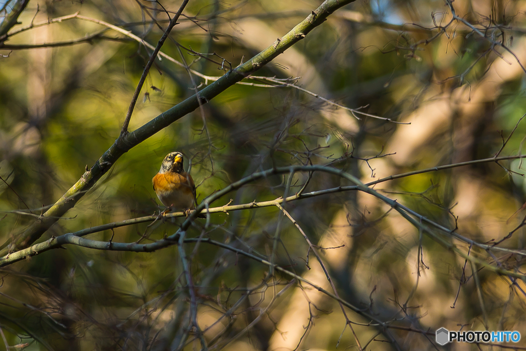 2026年 徐福の森の野鳥 3