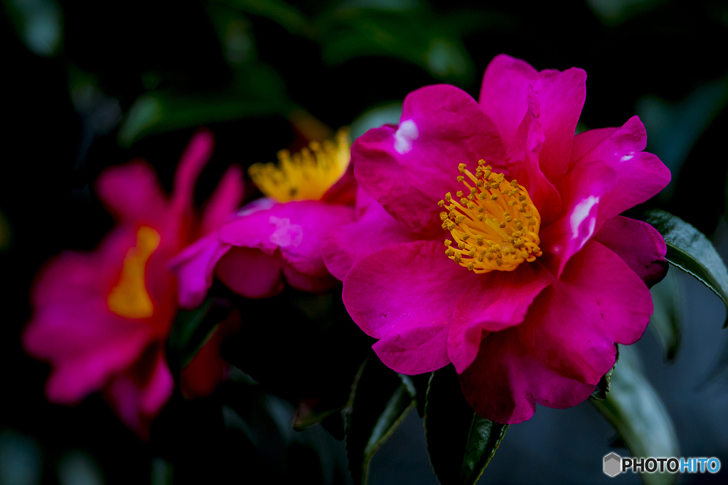 梅林寺 山茶花