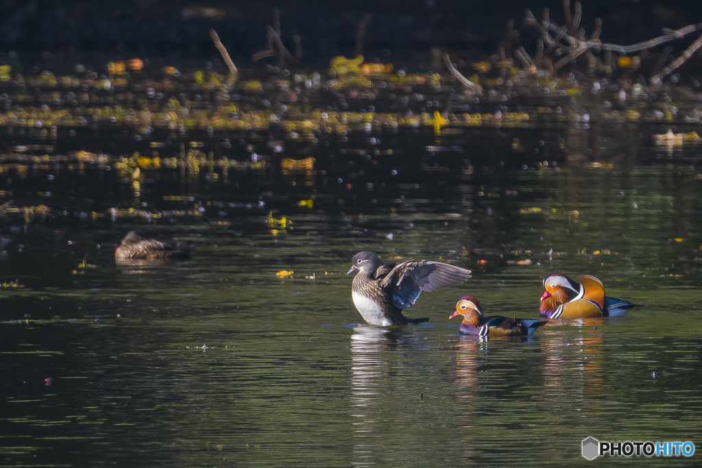2025年 オシドリ 1