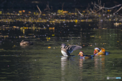 2025年 オシドリ 1