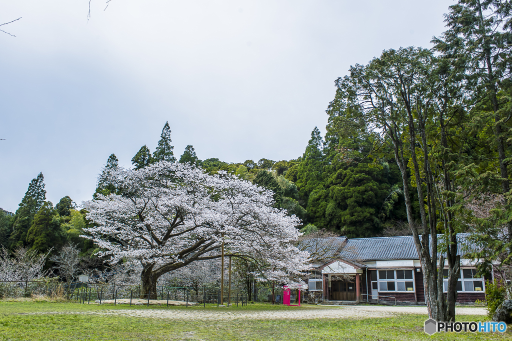 2025年 久保山の１本桜 ５