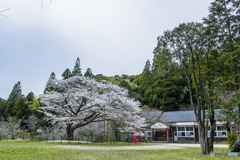 2025年 久保山の１本桜 ５