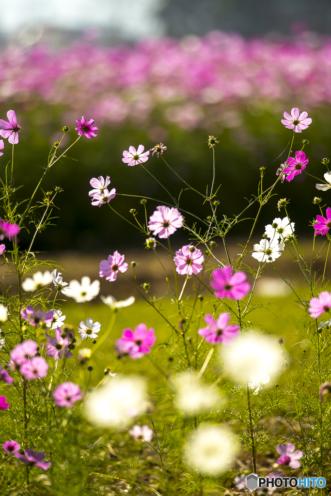 秋桜４