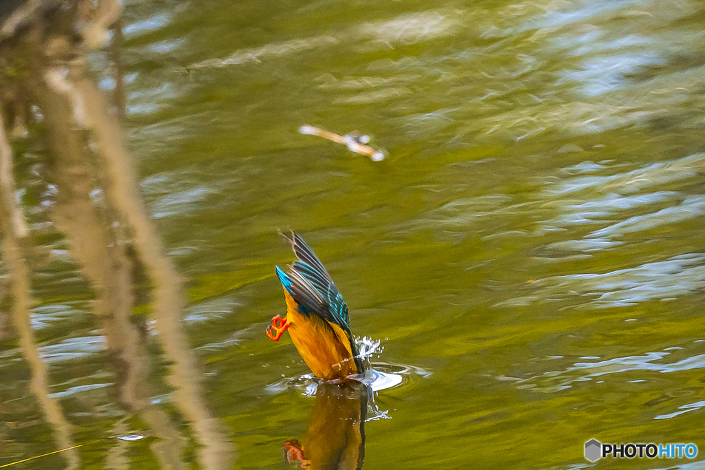公園のカワセミ７２