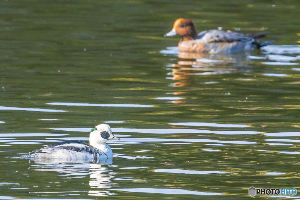 2025年 池の住人達 4