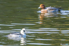 2025年 池の住人達 4
