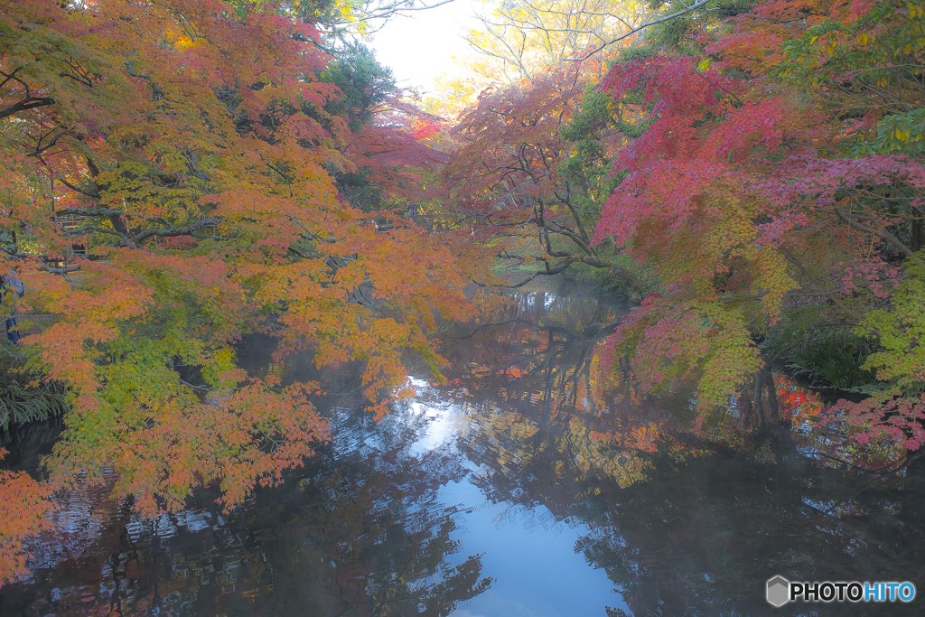 2025年 金鱗湖の紅葉 1