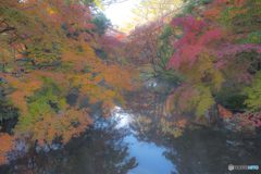 2025年 金鱗湖の紅葉 1