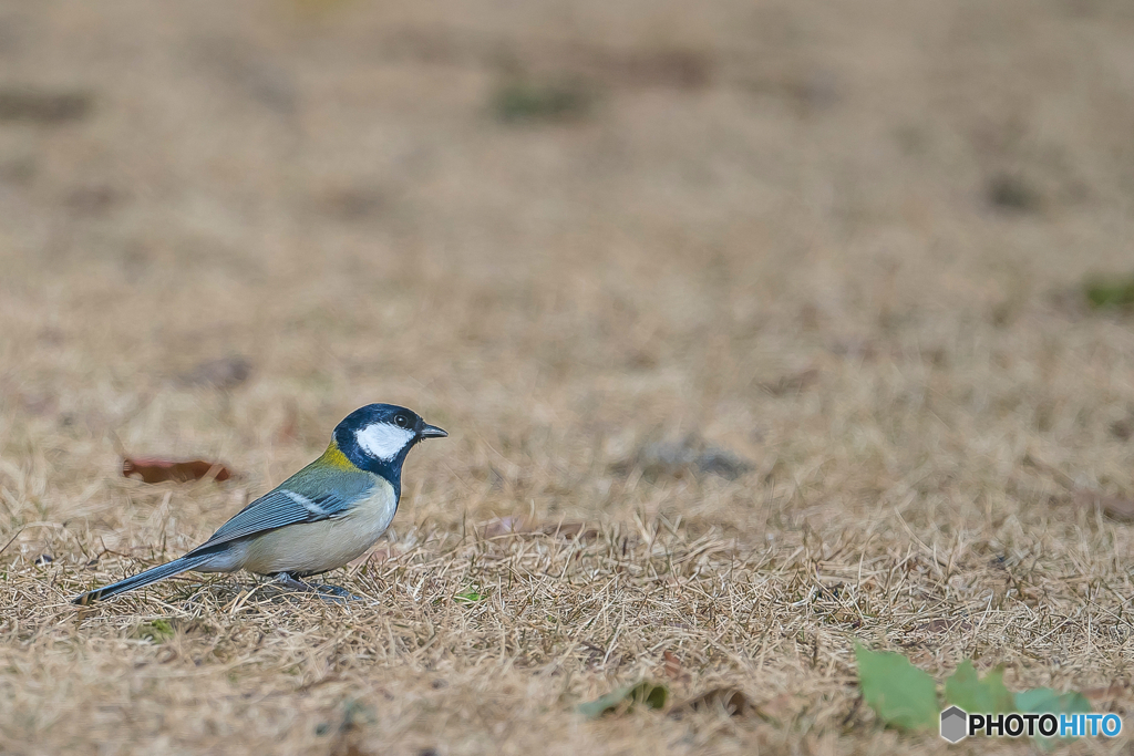 2026年..石橋文化センター散策 21