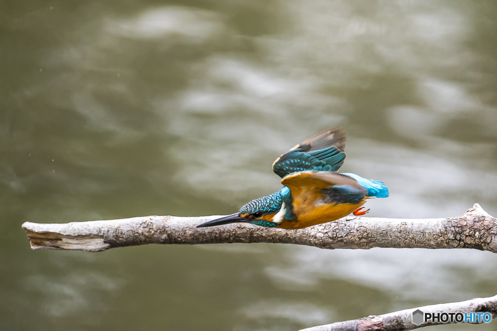 公園のカワセミ３