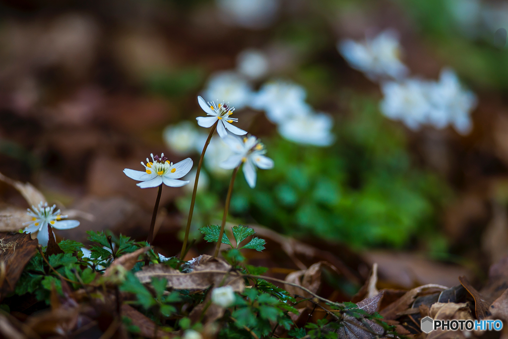 2026年 梅花黄蓮 5