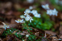 2026年 梅花黄蓮 5