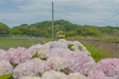 2025年 平成筑豊鉄道 紫陽花列車 ６