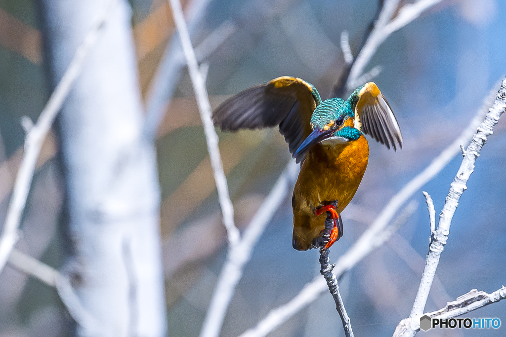 公園のカワセミ ９８