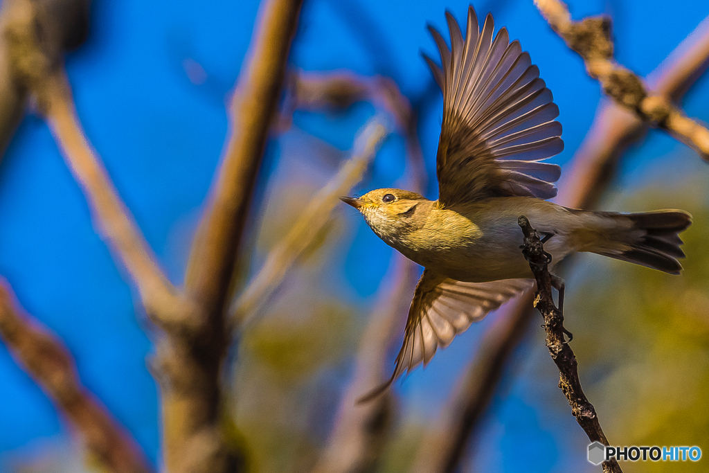 2026年 ニシオジロビタキ 8