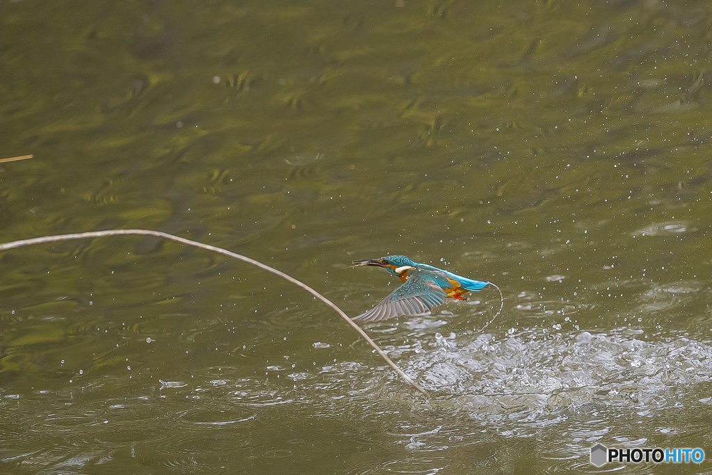 公園のカワセミ２７