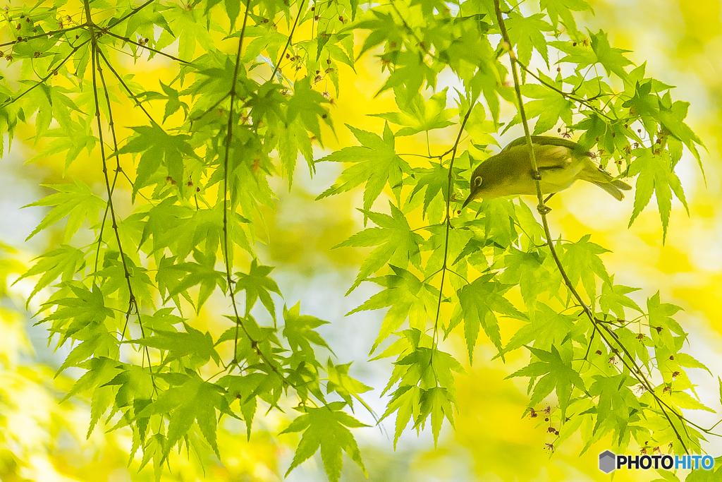 2025年 新緑の野鳥 ６