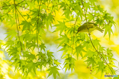 2025年 新緑の野鳥 ６