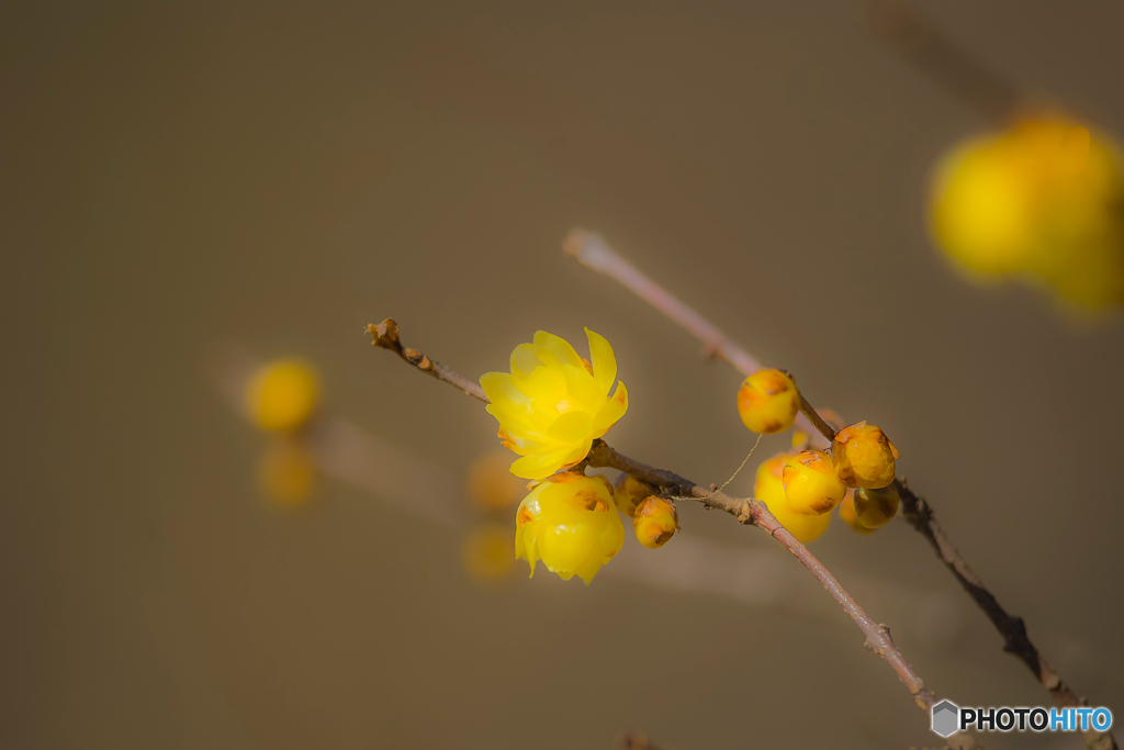 2026年 徐福館に咲く蝋梅 3