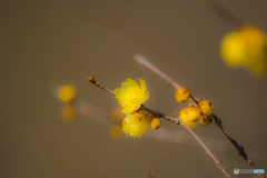 2026年 徐福館に咲く蝋梅 3