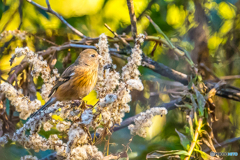 2026年 ベニマシコ 3