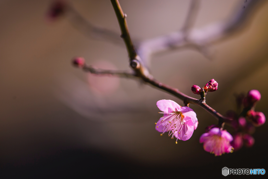 2026年 梅林寺の梅 5