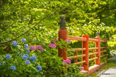 2025年 呑山観音寺の紫陽花 １