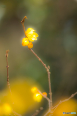 2026年 徐福館に咲く蝋梅 4