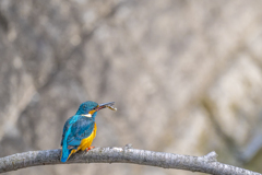 公園のカワセミ３４