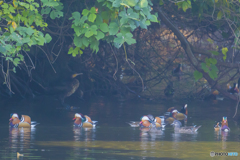 2025年 オシドリ 3