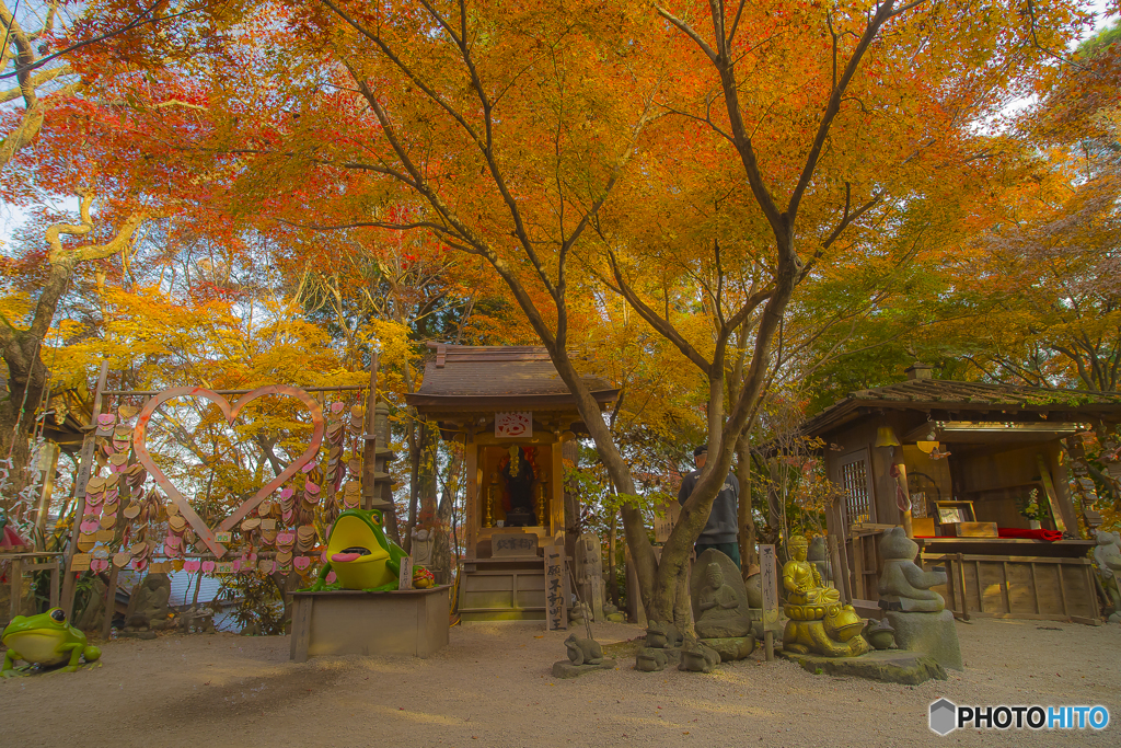 2025年 如意輪寺の紅葉 3