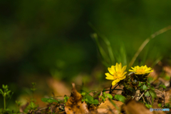 2026年 春の妖精達 福寿草 4