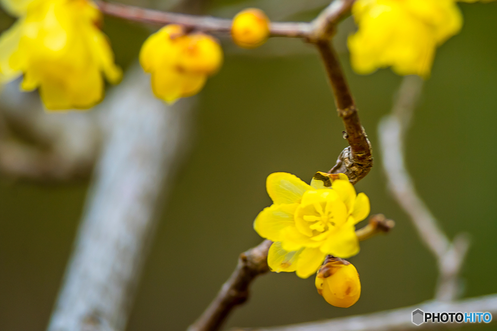 2026年 石橋文化センター散策 14