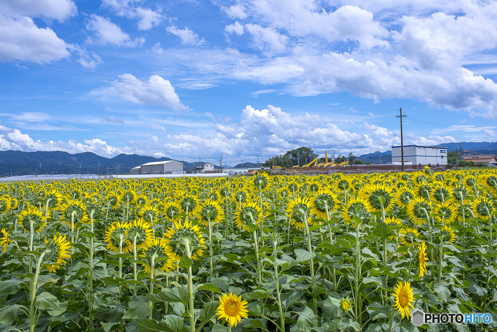道の駅に咲くひまわり ６