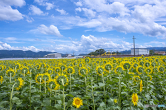道の駅に咲くひまわり ６